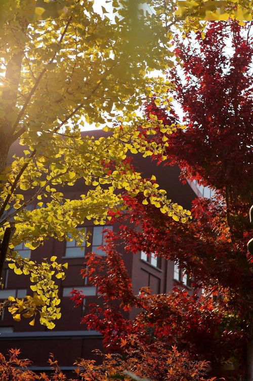 秋意正濃時作文,秋意正濃作文600字,窗外秋意正濃作文600字