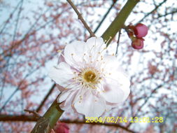 關(guān)于校園里的梅花的作文