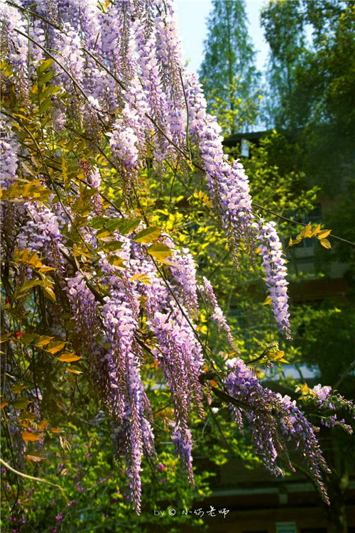 寫一篇我的校園的作文,寫一篇介紹校園的作文,寫一篇觀察校園的作文