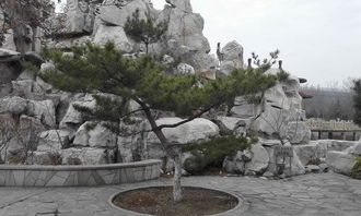 校園里的松樹作文,校園里的松樹作文三年級300字,校園里的松樹作文500字