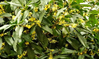 初二校園桂花作文400字