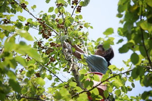 校園里的棠梨樹(shù)作文