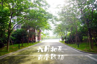 校園時(shí)光高中作文600字