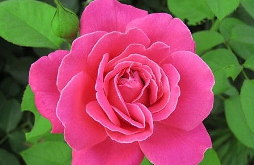 校園里的月季花作文300字三級