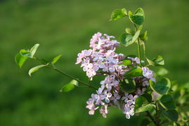 作文,春天,校園