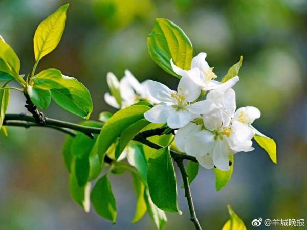 校園的什么植物作文二級