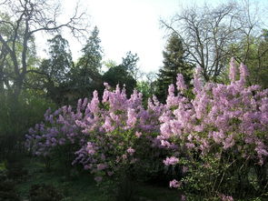花開,作文,丁香,校園