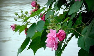 校園芙蓉樹的作文400字