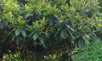 校園里的枇杷樹作文300個(gè)字