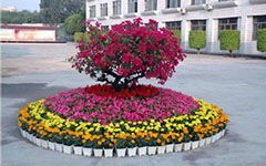 校園的花壇讀后感200字作文200字作文