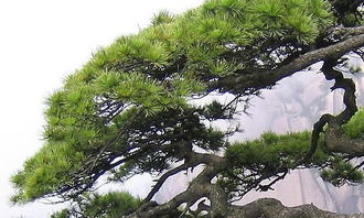 校園里的松樹寫作文