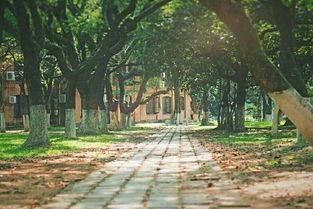 校園林蔭小道作文