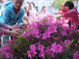 關(guān)于校園的杜鵑花的作文