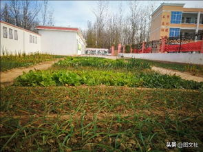 二中最美校園的作文應(yīng)該怎么寫