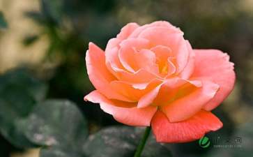 校園的月季花作文動靜結合