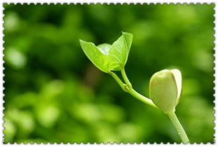 寫(xiě)關(guān)于校園植物的作文300字