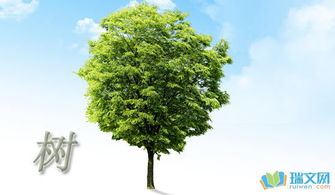 校園的一棵樹作文600字初三