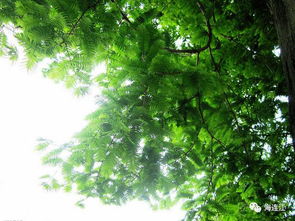 校園里的那棵合歡樹700作文