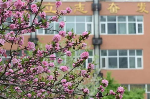 校園鳥語花香作文