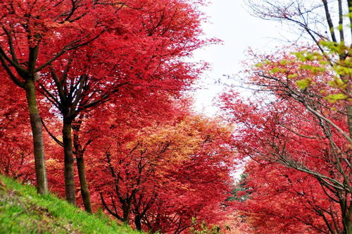 紅楓的新發(fā)現(xiàn)在校園里的作文
