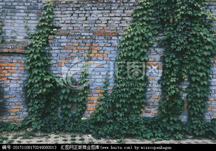 校園一角爬山虎墻作文600字