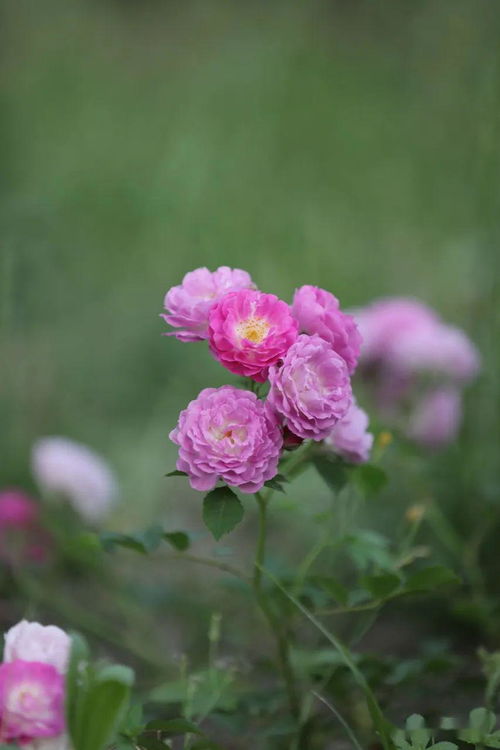 開滿地鮮花的校園作文評語