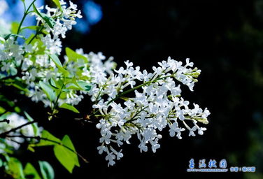 作文,丁香花,開滿,校園