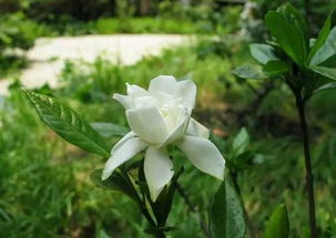 美麗的校園作文梔子花杜鵑花