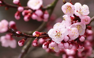 校園里的桃花樹作文150