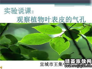 校園里的植物作文三級(jí)上