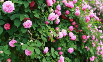 校園是鮮花作文素材