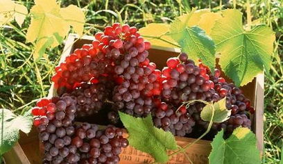 校園夏日葡萄架作文