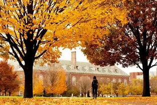 秋天的校園作文400