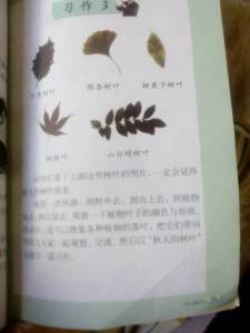 描寫(xiě)秋天校園的樹(shù)葉作文