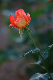 月季花,作文,動靜,校園