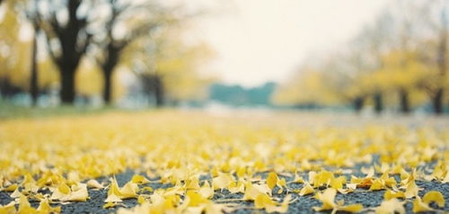 秋天校園落葉景色作文