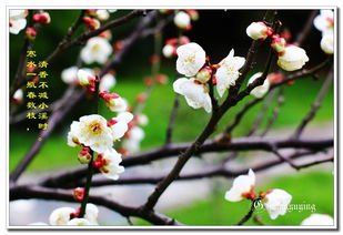 作文,校園里,梅花