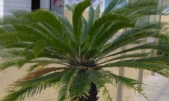 校園的鐵樹(shù)寫(xiě)景作文350字