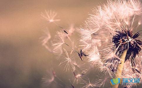 校園的蒲公英作文怎么寫