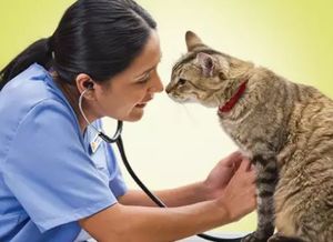 動(dòng)物免疫接種時(shí)注意事項(xiàng)