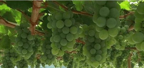 泡沫箱種葡萄注意事項