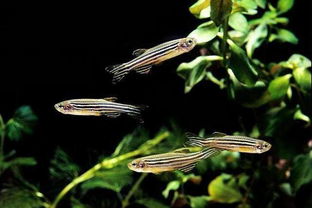 養(yǎng)斑馬魚的注意事項,斑馬魚繁殖注意事項,斑馬魚孵化注意事項