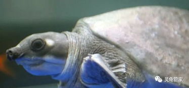 養(yǎng)殖,注意事項(xiàng),養(yǎng)龜