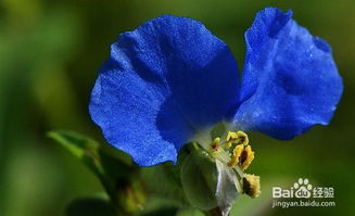 黃金草的養(yǎng)殖方法和注意事項(xiàng),彈簧草的養(yǎng)殖方法和注意事項(xiàng),風(fēng)車草的養(yǎng)殖方法和注意事項(xiàng)