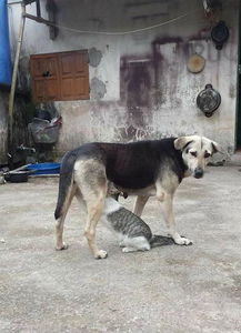 狗狗生完狗崽注意事項(xiàng)