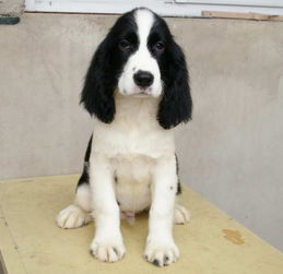 飼養(yǎng)史賓格注意事項