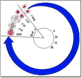 細(xì)胞的有絲分裂的實驗注意事項