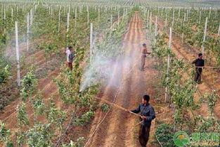 打藥,果樹,注意事項