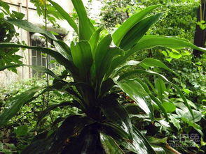 巴西鐵的養(yǎng)殖方法和注意事項