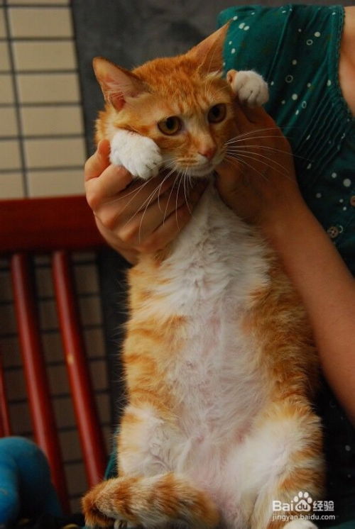 母貓節(jié)育后注意事項